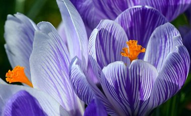 8 марта — время для путешествий: подборка туров и экскурсий от TIO.BY