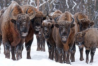 Новогодняя Беловежская Пуща